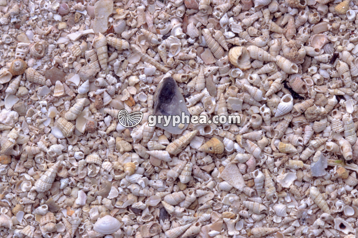 Sable fossilifère avec gastéropodes fossiles du Stampien - gryphea.com